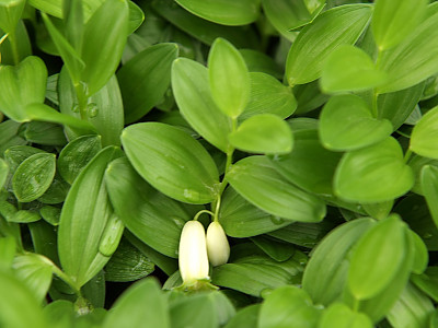 각시둥굴레 사진 - Polygonatum humile Fisch. ex Maxim. Photos