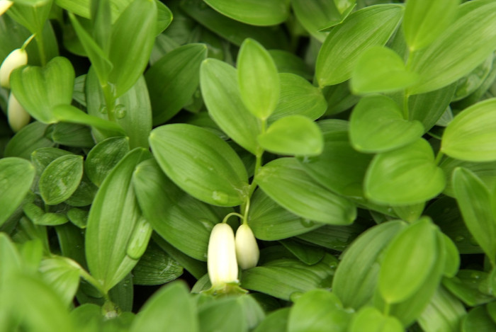 각시둥굴레 - Polygonatum humile Fisch. ex Maxim.