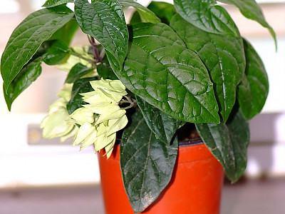 클레로덴드럼 톰소니에 사진 - Clerodendrum Thomsoniae Photos