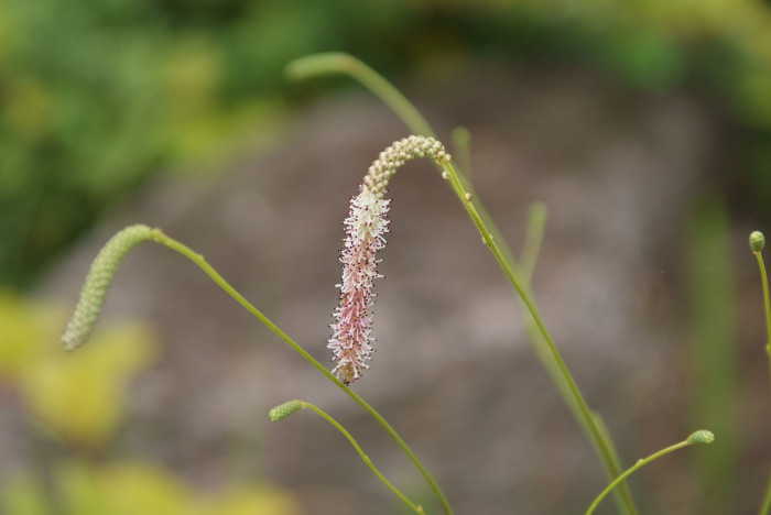 산오이풀 - Sanguisorba hakusanensis Makino