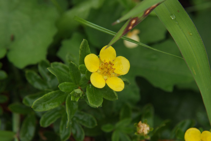 물싸리풀 - Potentilla bifurca var. glabrata Lehm.