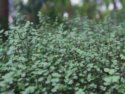미니달개비 사진 - Callisia repens Photos