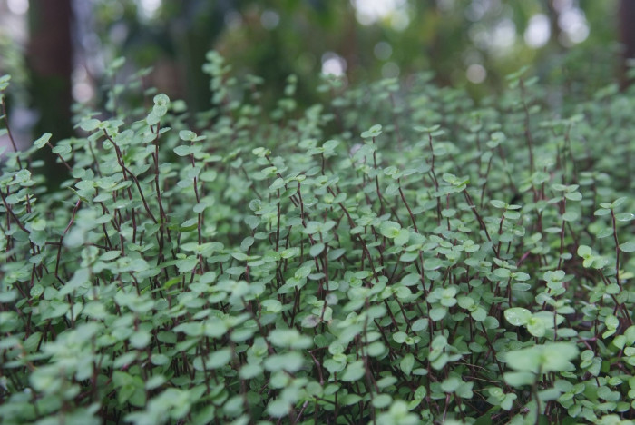 미니달개비 - Bolivian Jew, Turtle Vine, Inch plant, Callisia repens