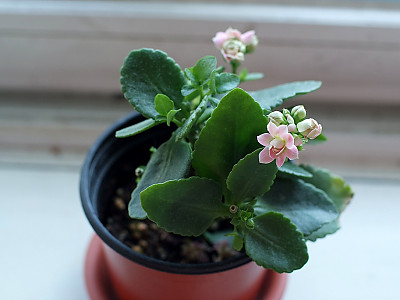 카랑코에 사진 - Kalanchoe blossfeldiana Photos