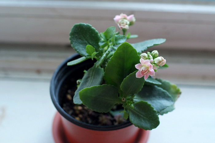 카랑코에 - Kalanchoe, Kalanchoe blossfeldiana