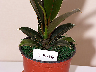 인도고무나무 사진 - Ficus elastica Roxb. Photos