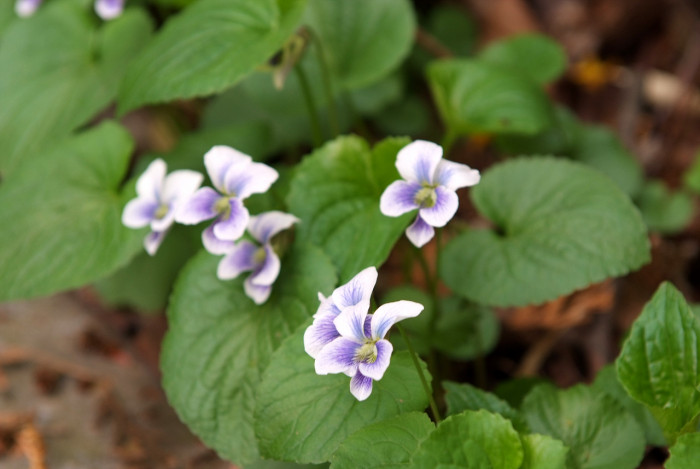 미국제비꽃 - Viola sororia Willd.