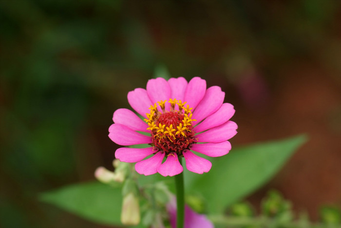 백일홍 - Zinnia, Zinnia elegans