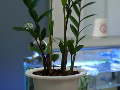 금전수 사진 - Zamioculcas Zamiifolia Photos