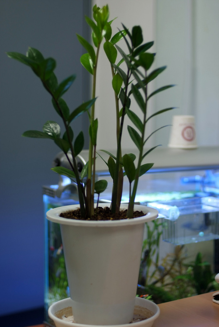 금전수 - Zanzibar gem, Zuzu plant, emerald palm, Zamioculcas Zamiifolia