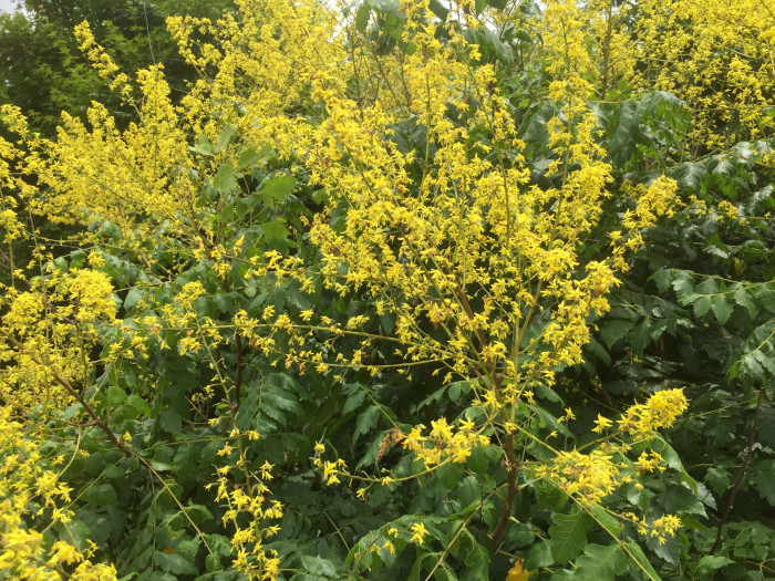 모감주나무 - Koelreuteria paniculata Laxmann