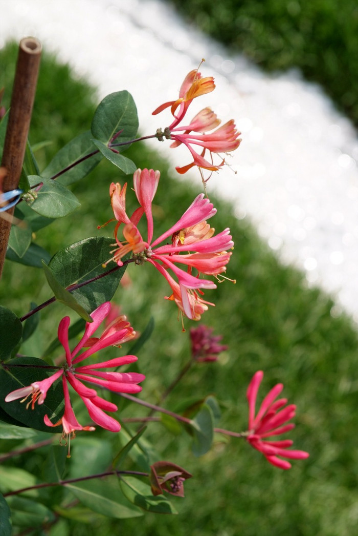 붉은인동 - Honey suckle, Lonicera periclymenum L.