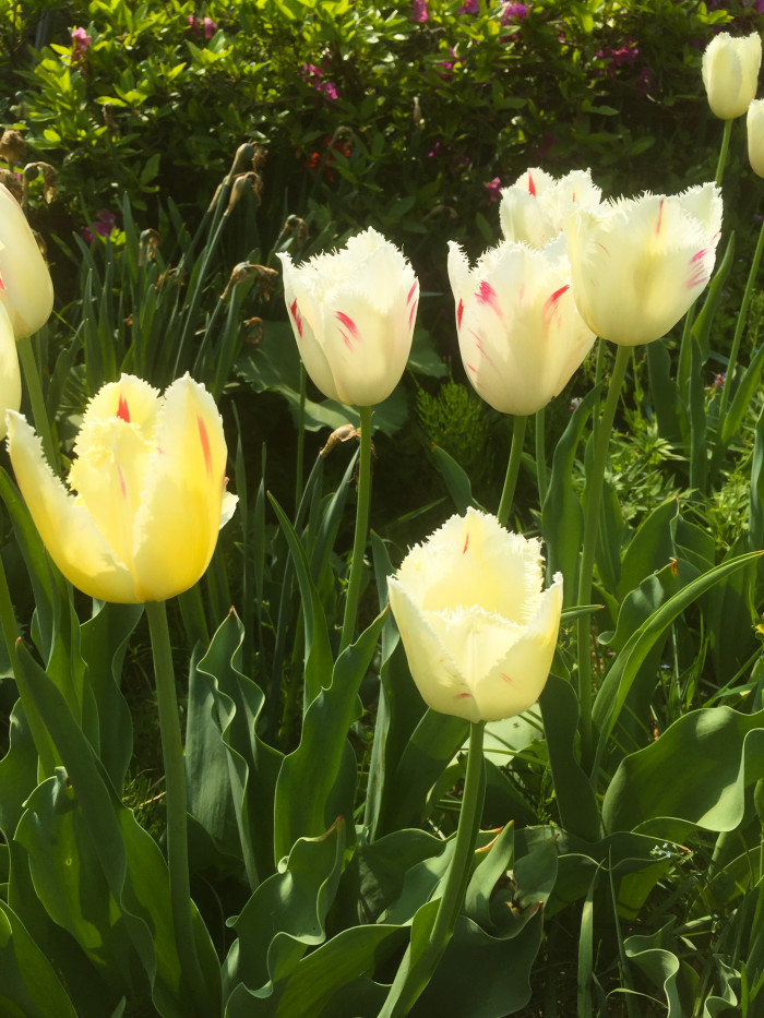 튤립 - Tulip, Tulipa gesneriana