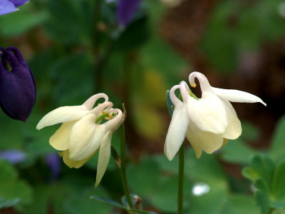 매발톱 사진 - Aquilegia buergeriana Siebold & Zucc. var. oxysepala (Trautv. & C. A. Mey.) Kitam. Photos