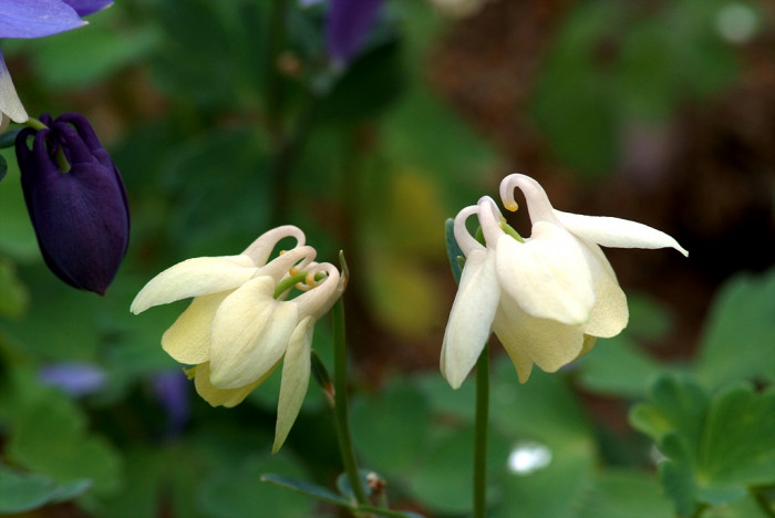 매발톱 - columbine, Aquilegia buergeriana Siebold & Zucc. var. oxysepala (Trautv. & C. A. Mey.) Kitam.