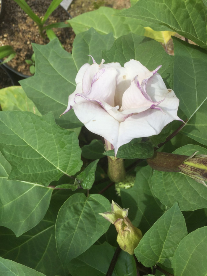독말풀 - Datura stramonium