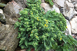 갯고들빼기 - Crepidiastrum lanceolatum (Houtt.) Nakai