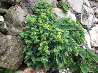 갯고들빼기 사진 - Crepidiastrum lanceolatum (Houtt.) Nakai Photos