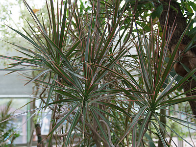 드라세나 콘시나 사진 - Dracaena concinna Photos