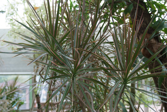 드라세나 콘시나 - Dracaena concinna