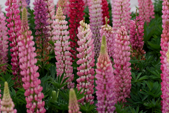 루피너스 - lupine, Lupinus spp