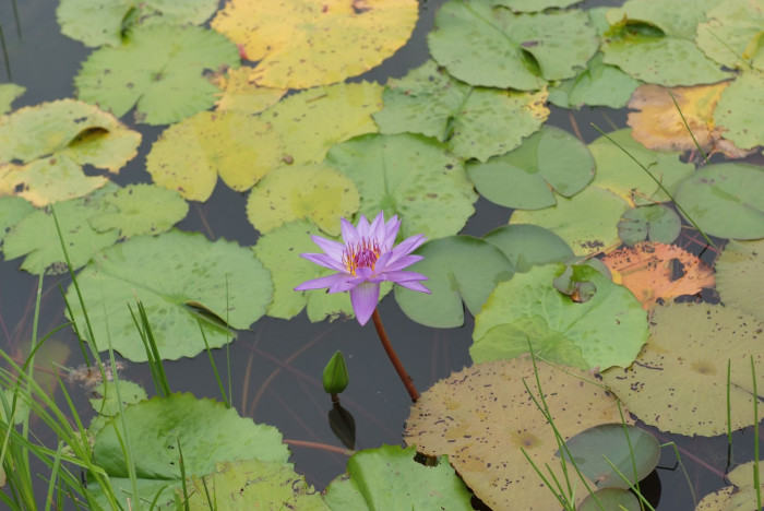 수련 - Nymphaea tetragona var. angusta