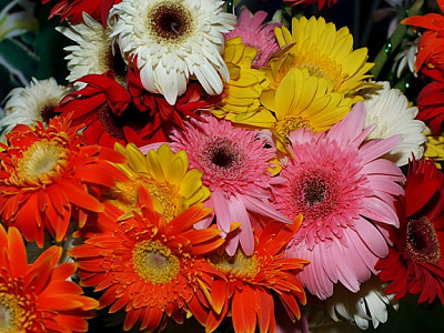 거베라 사진 - Gerbera jamesonii Bolus ex Adlam Photos