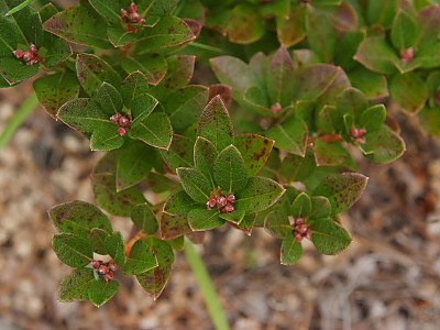 털진달래 사진 - Rhododendron mucroulatum var. ciliatum Photos