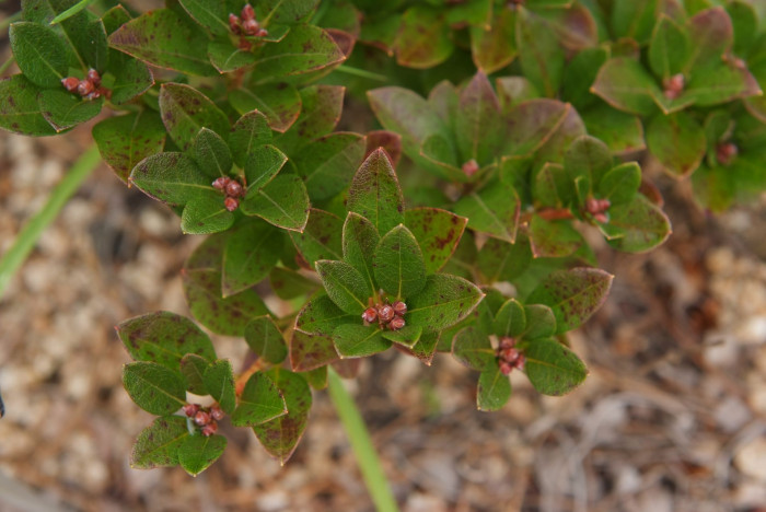 털진달래 - Rhododendron mucroulatum var. ciliatum