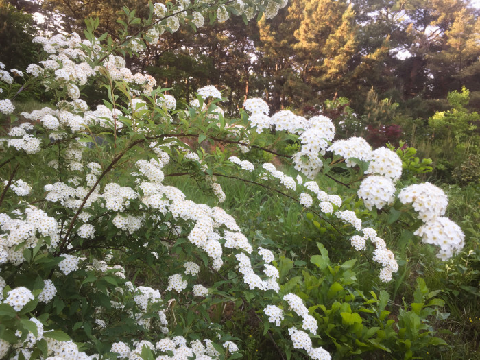 공조팝나무 - Spiraea cantoniensis Lour.