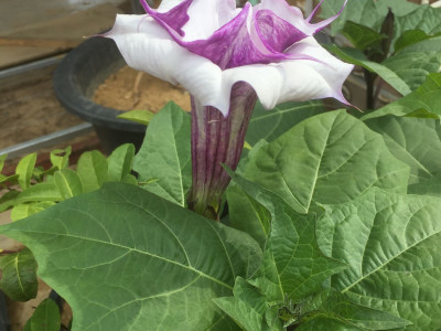 독말풀 사진 - Datura stramonium Photos