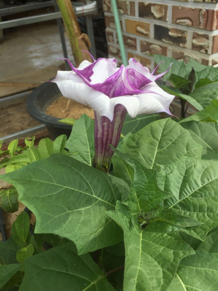 독말풀 - Datura stramonium