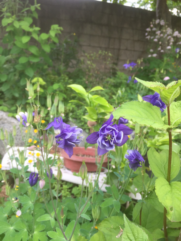 매발톱 - columbine, Aquilegia buergeriana Siebold & Zucc. var. oxysepala (Trautv. & C. A. Mey.) Kitam.
