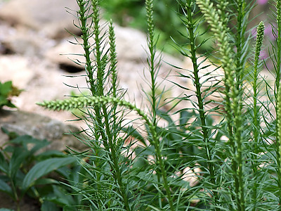 리아트리스 사진 - Liatris pycnostachya Michx. (L. spicata Willd.) Photos