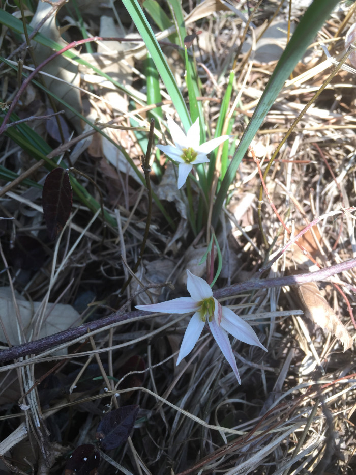 산자고 - Amana edulis