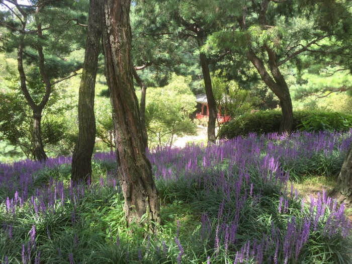 맥문동 - Liriope platyphylla