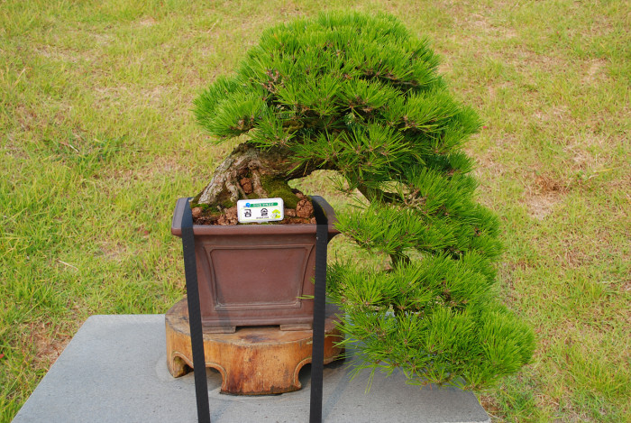 곰솔 - Pinus thunbergii Parl.