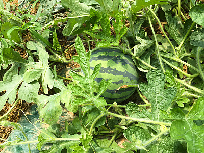 수박 사진 - Citrullus vulgaris Schrad. Photos