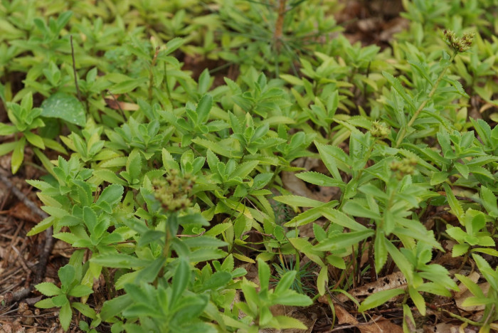 가는기린초 - Sedum aizoon