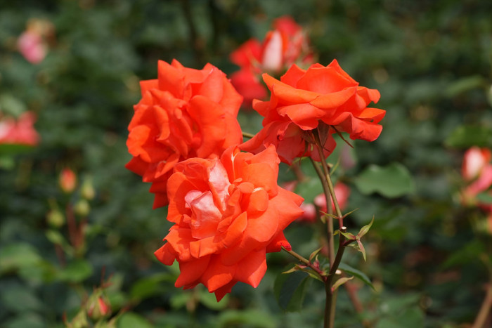 장미 - Rose, Rosa hybrida