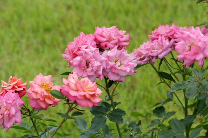 장미 - Rose, Rosa hybrida