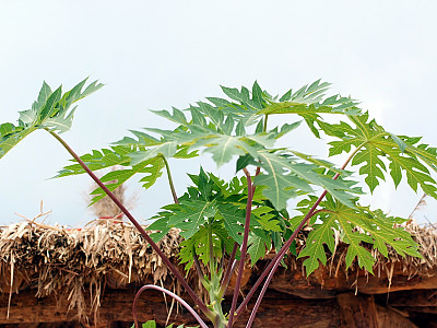 파파야 사진 - Carica papaya Photos