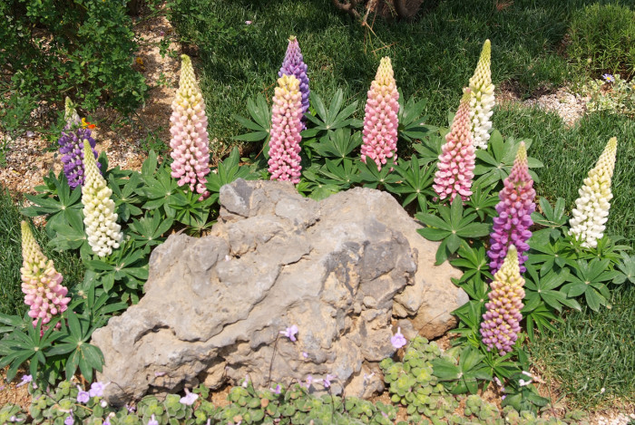 루피너스 - lupine, Lupinus spp