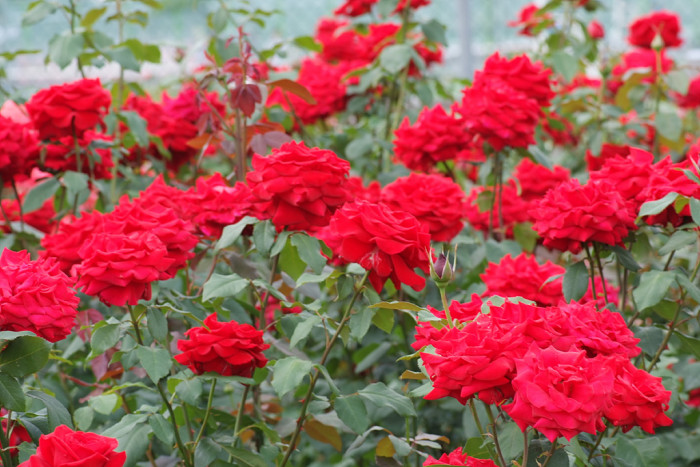 장미 - Rose, Rosa hybrida