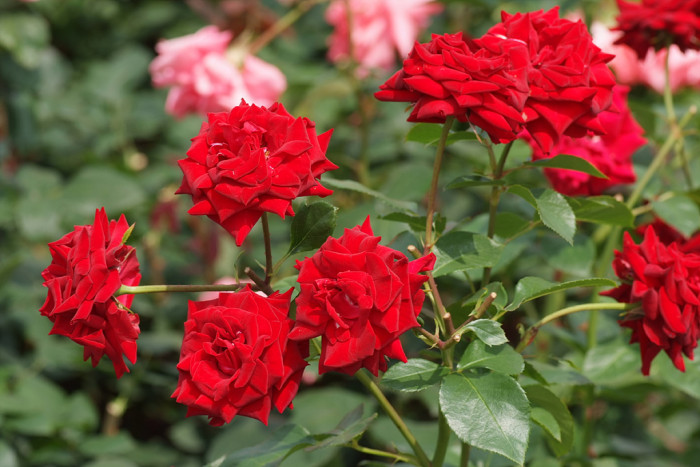 장미 - Rose, Rosa hybrida