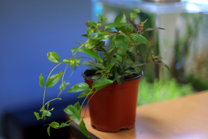 개나리자스민 - Carolina jasmine, Gelsemium sempervirens (L.) J.St.-Hil