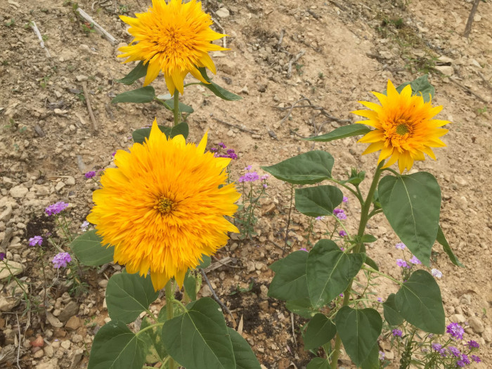해바라기 - Sunflower, Helianthus annuus