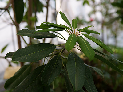 굴거리나무 사진 - Daphniphyllum macropodum Miq. Photos