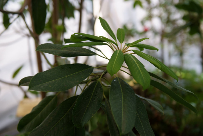 굴거리나무 - Daphniphyllum macropodum Miq.