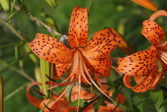 참나리 - Tiger Lily, Lilium tigrinum